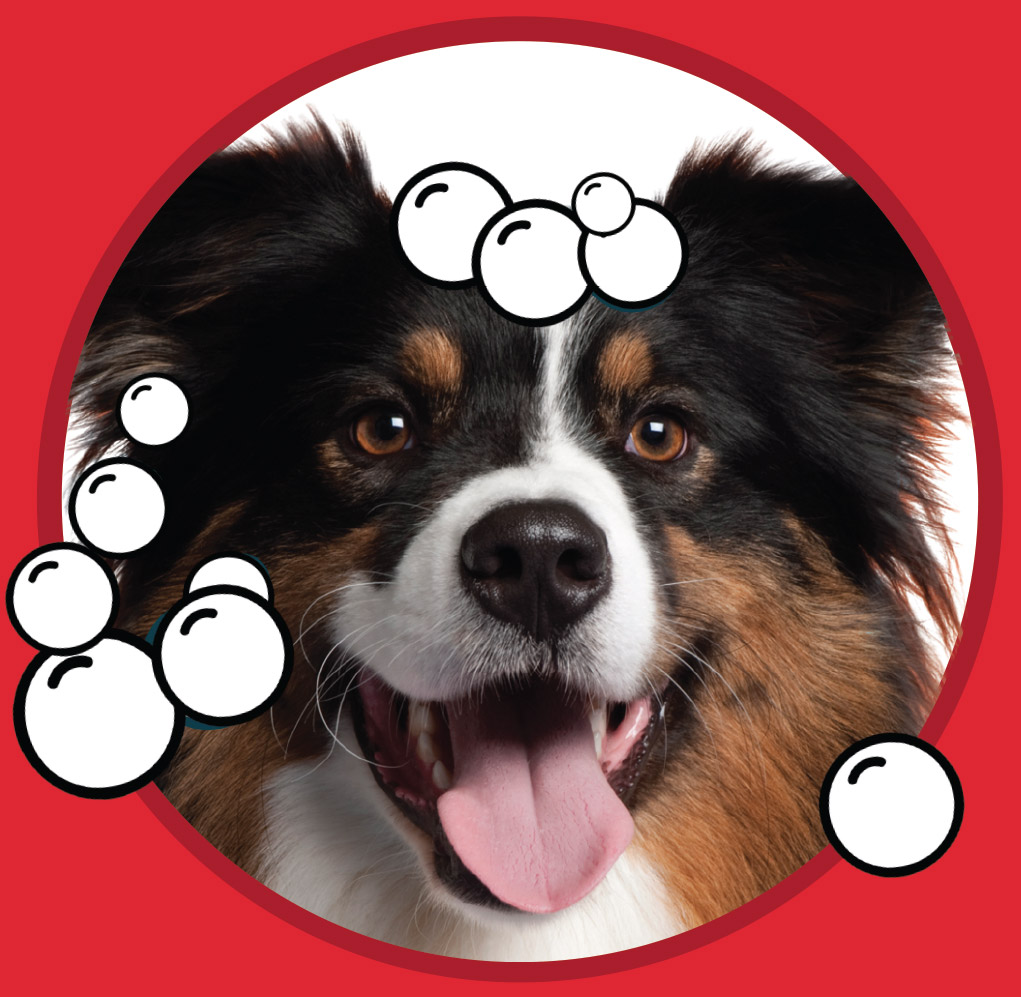 Dog with illustrative bubbles