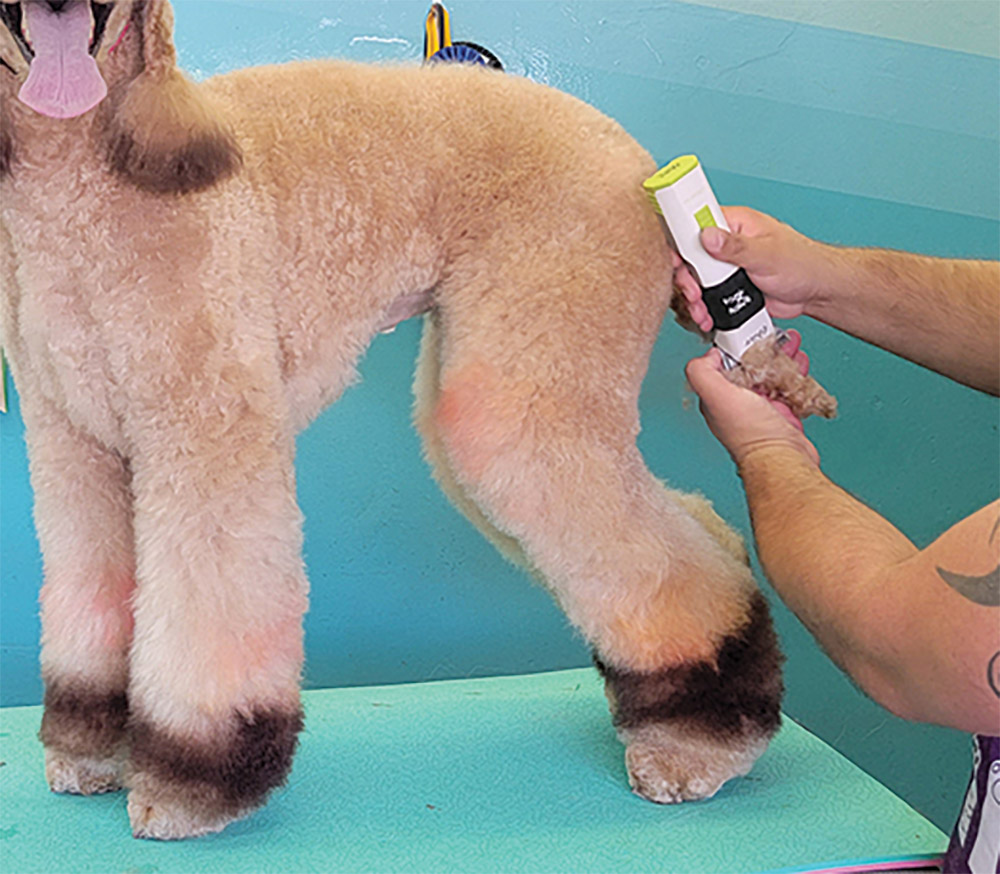 Shaving poodle's tail