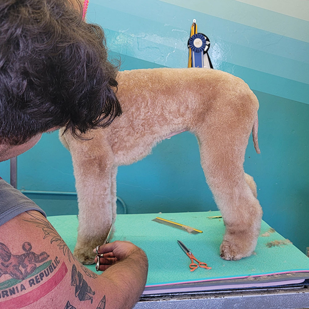 Clipping bottom of poodle's legs