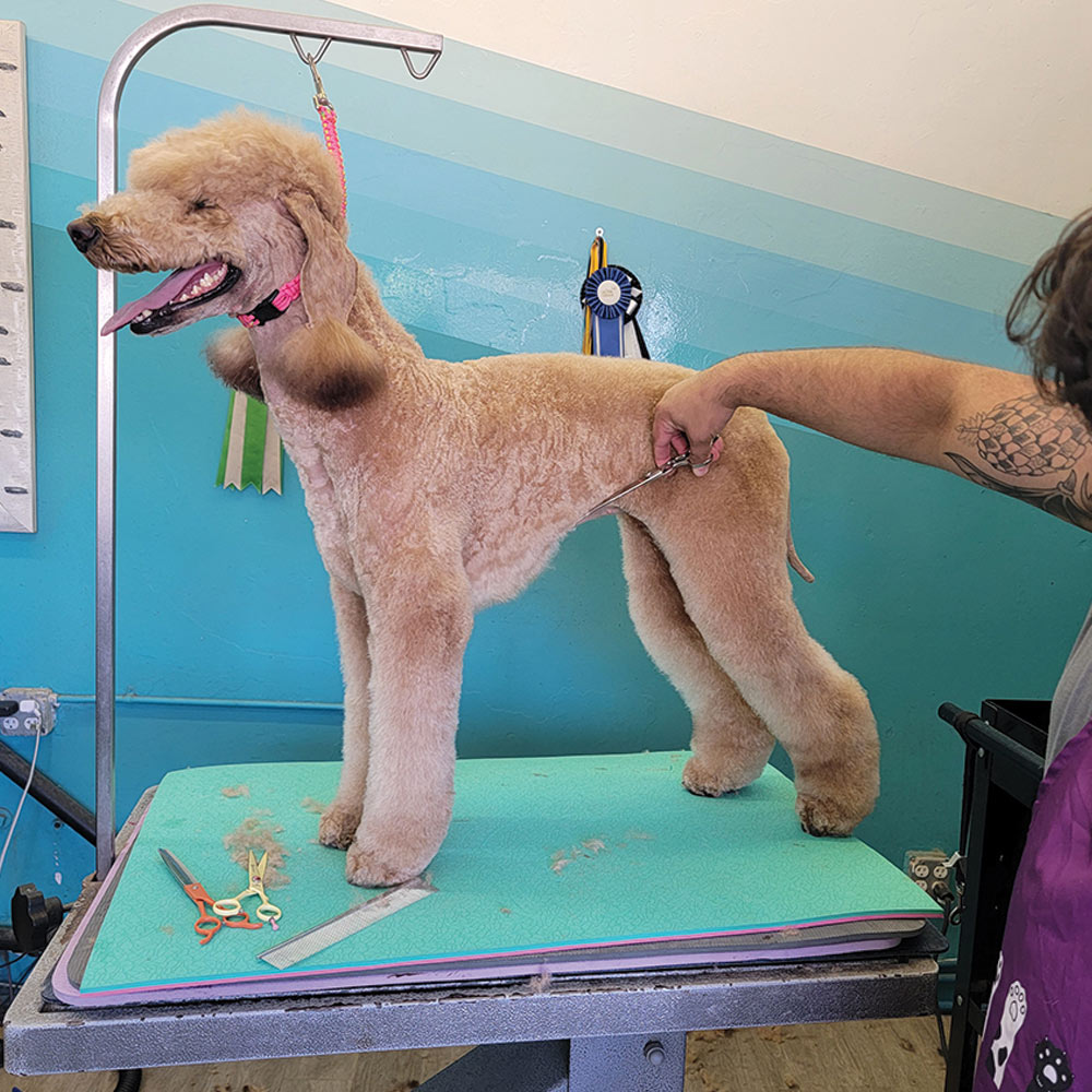Clipping side of poodle's ribs