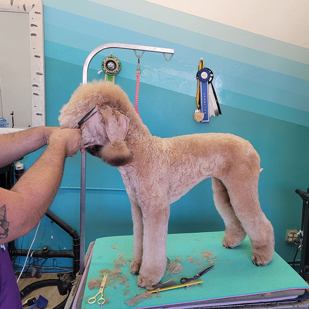 Shearing poodle's topknot