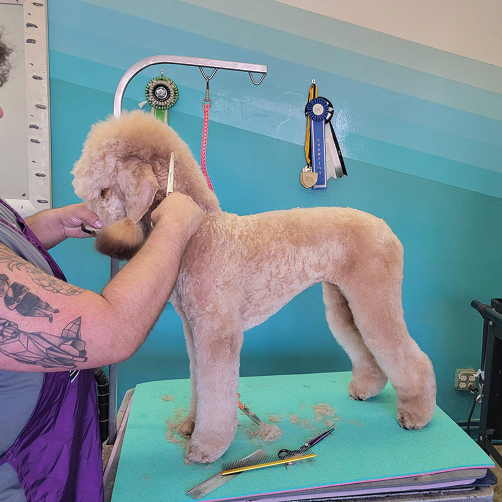 Clipping poodle's neck
