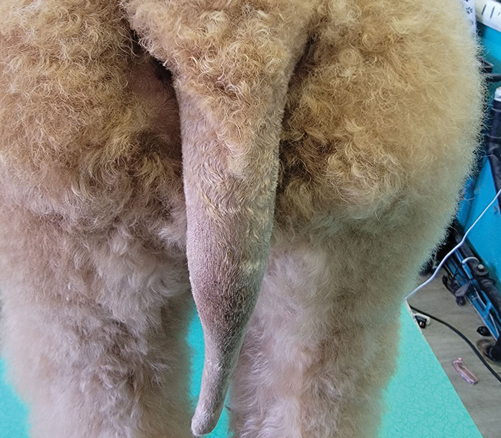Poodle's tail