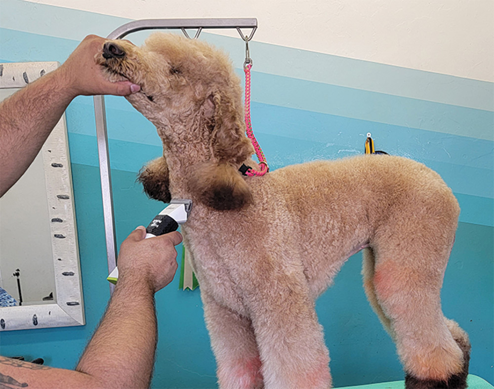Shaving poodle's neck