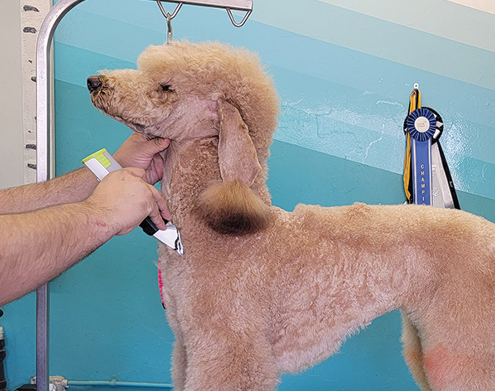 Trimming poodle's chest