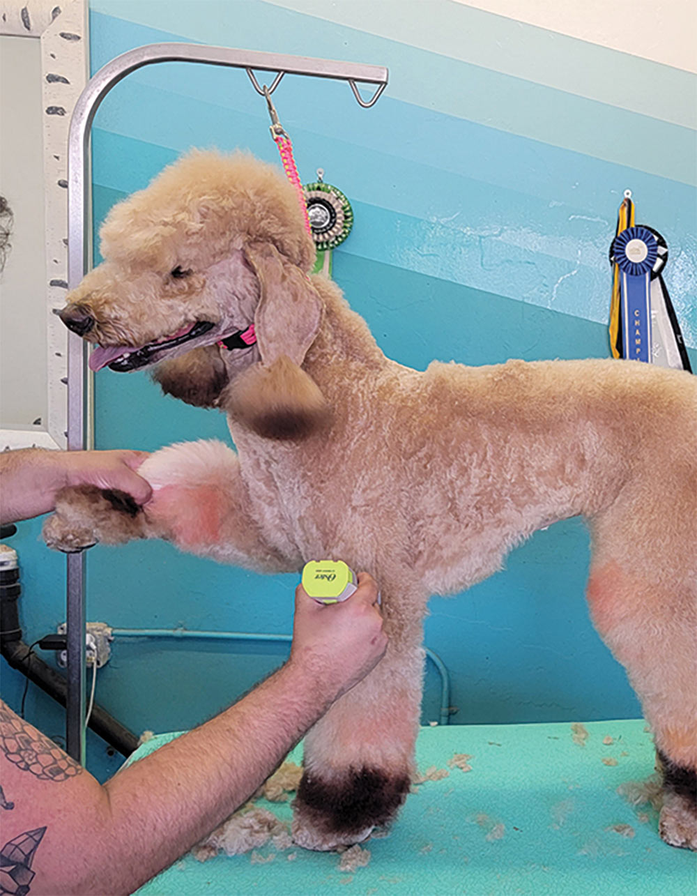 Trimming top of poodle's legs