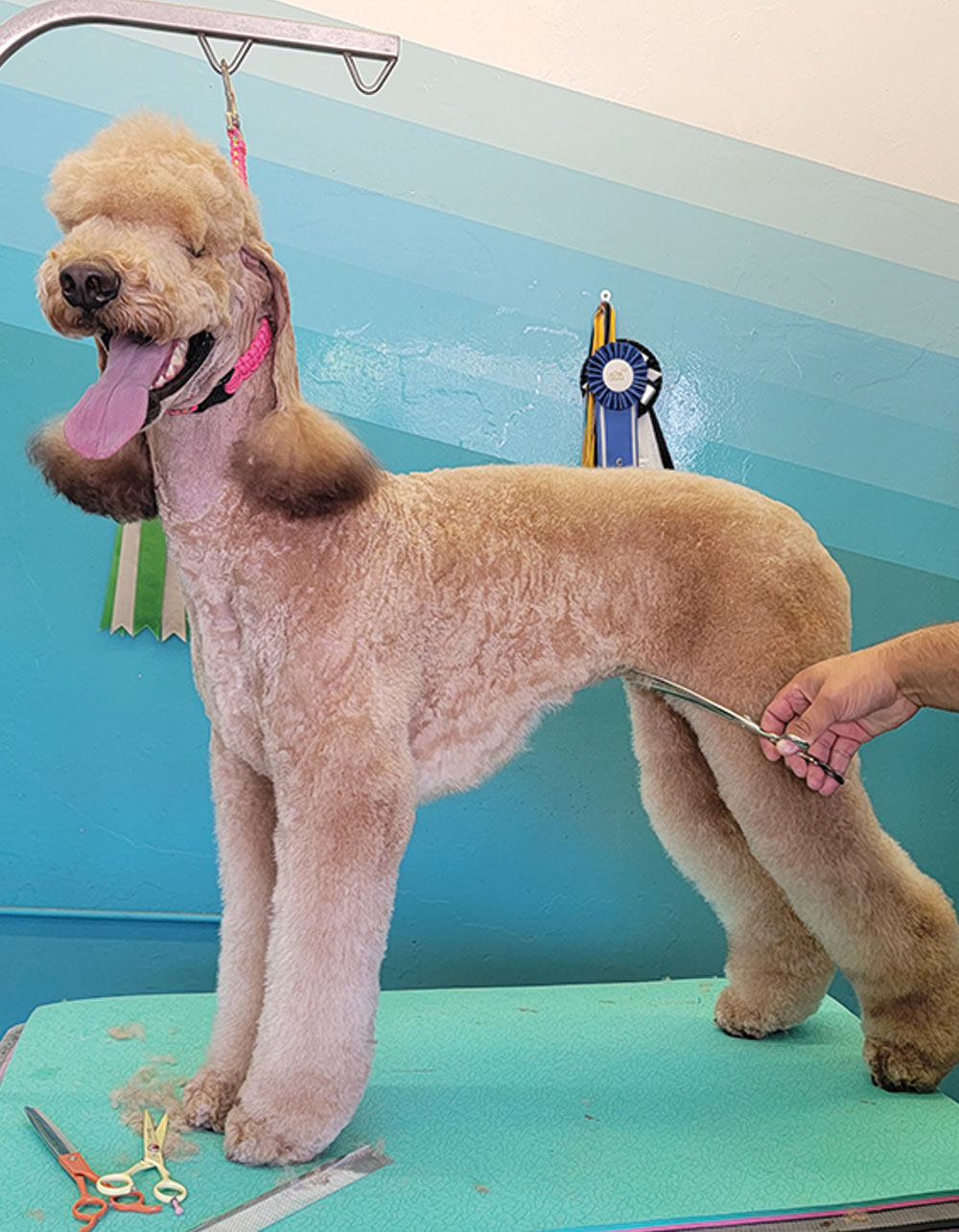 Clipping poodle's tuck-up