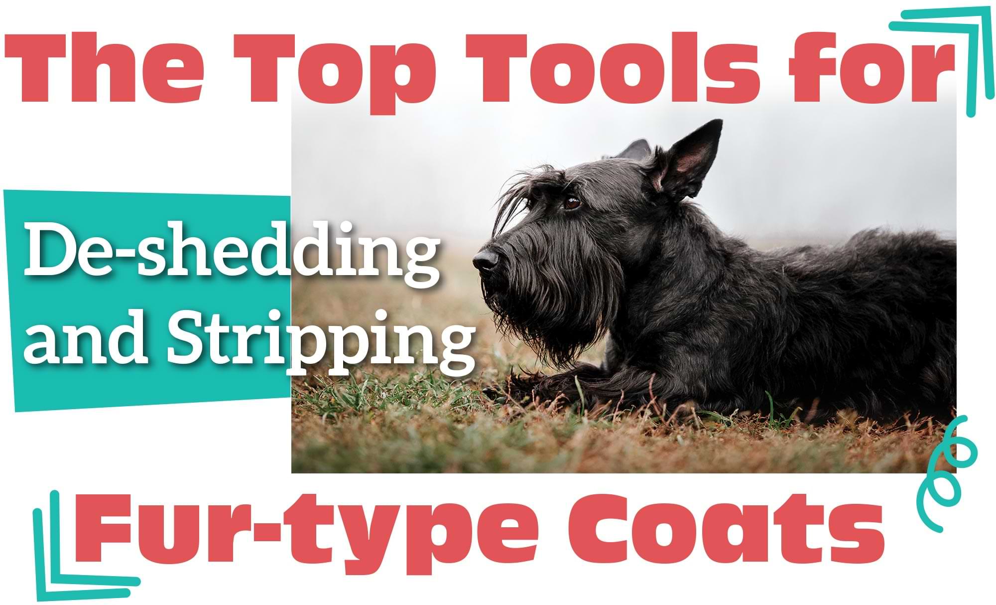 The Tools for De-shedding and Stripping Fur-type Coats title with an image of a black Scottish Terrier