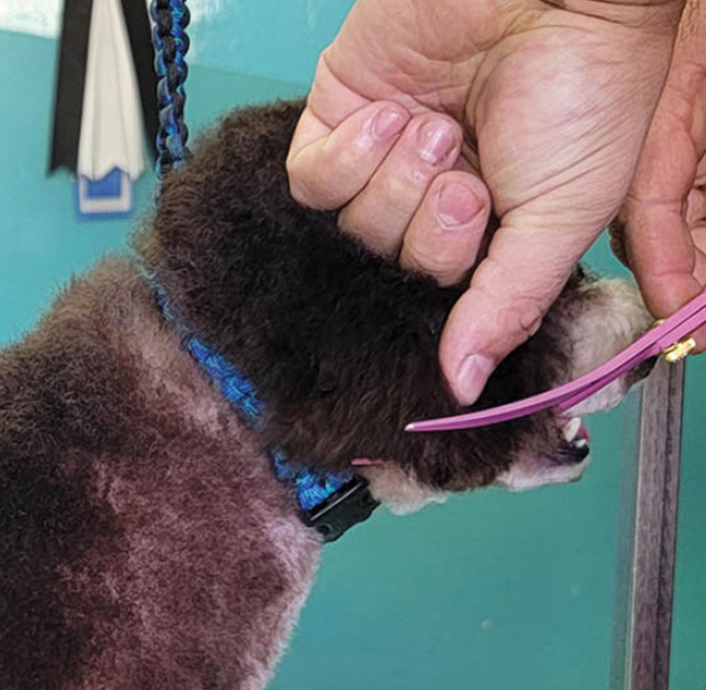 Trimming head of dog with curved scissors