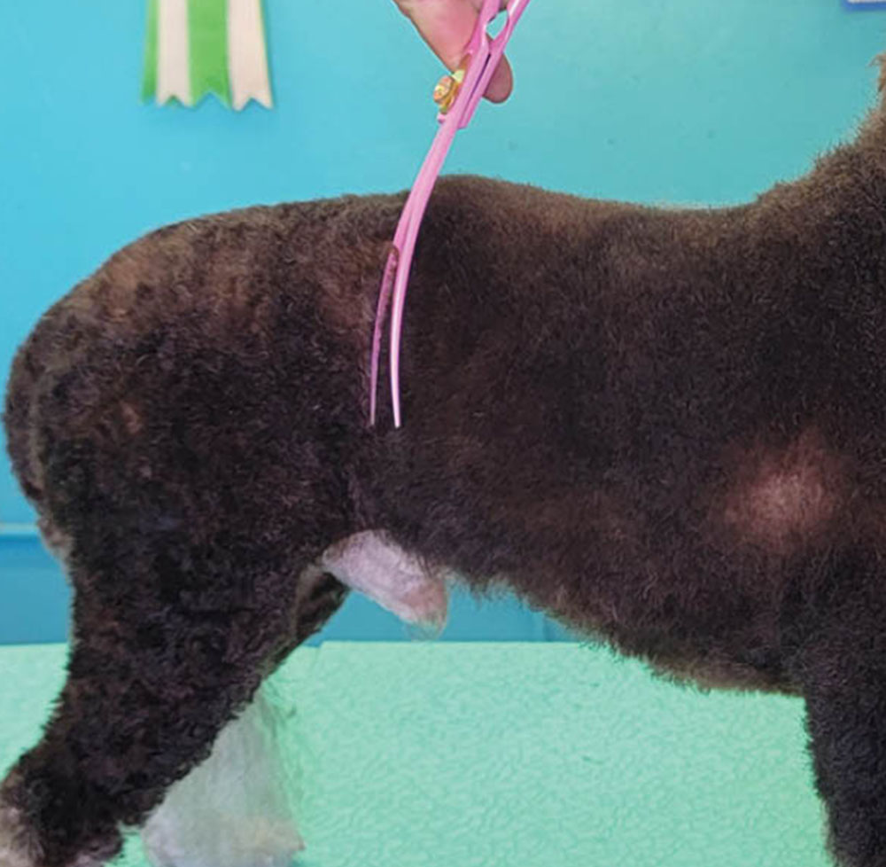 Using pink curved scissors to trim back of dog