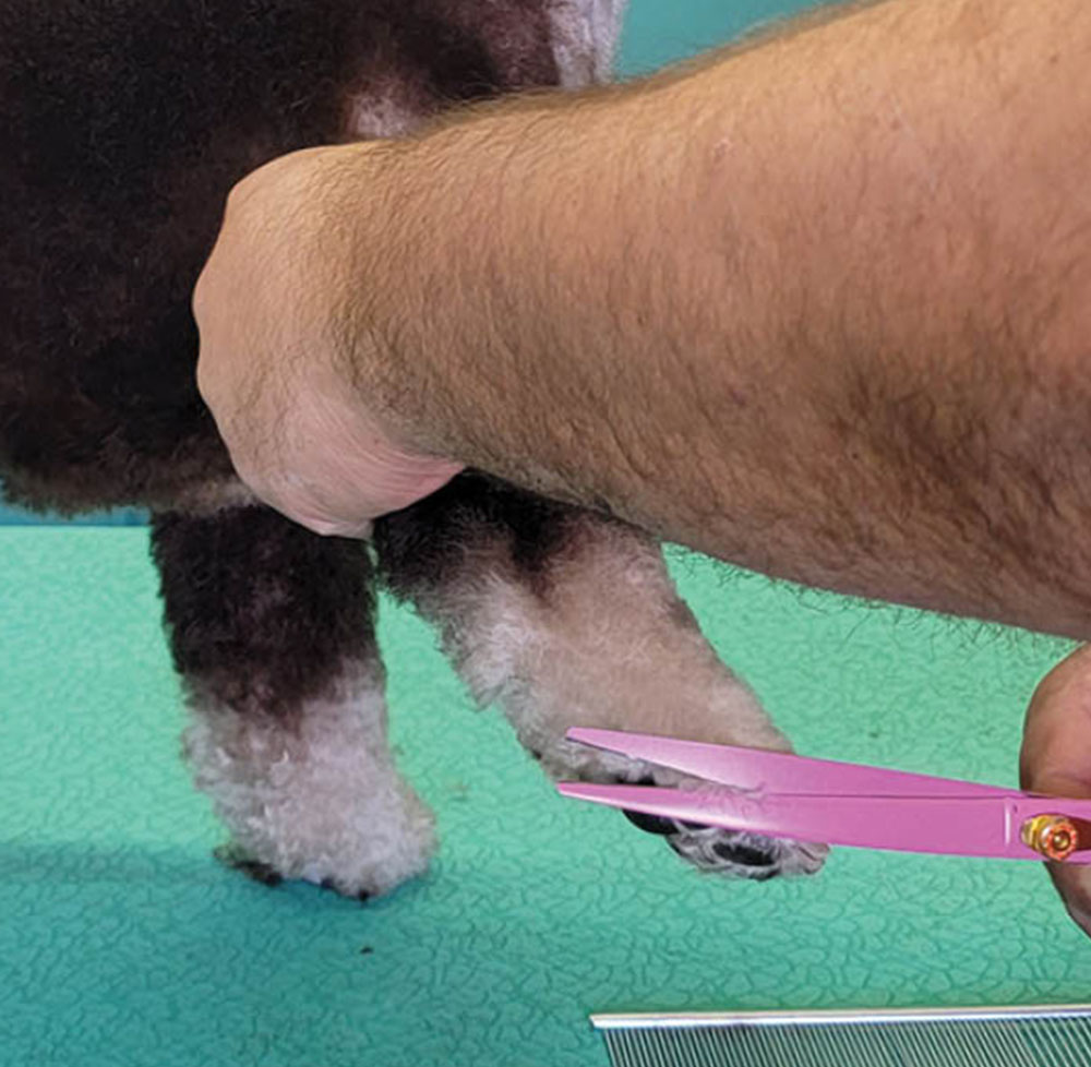 Using pink scissors to trim the dogs feet