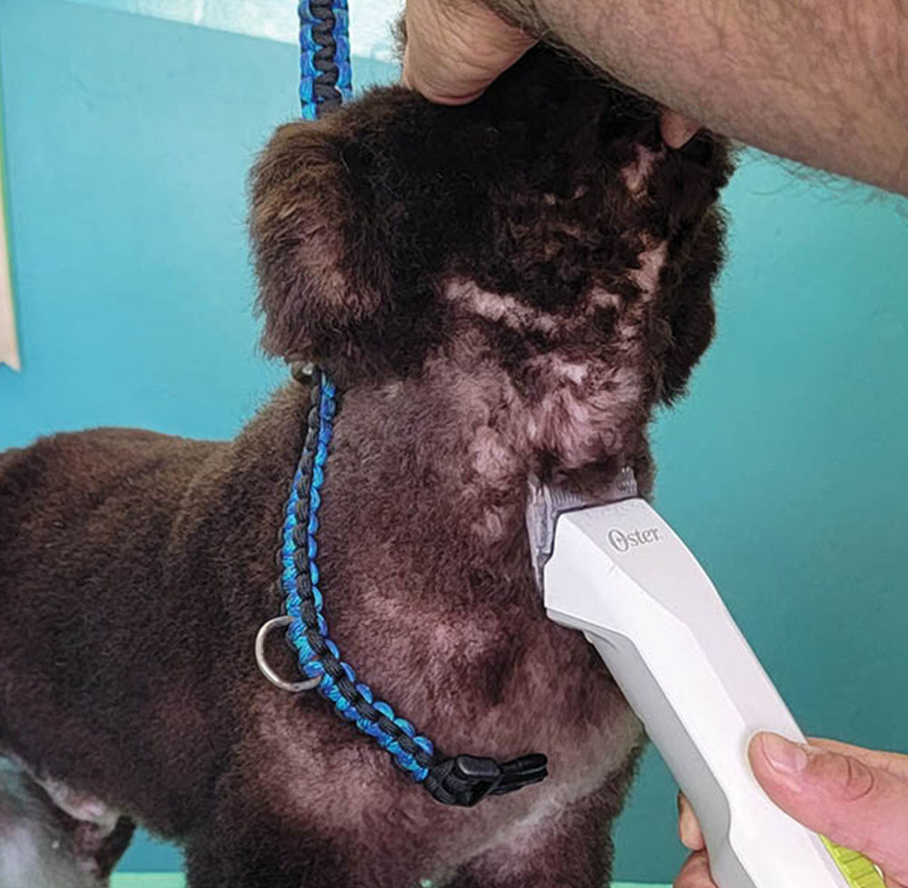 Using clippers to shave the throat of dog