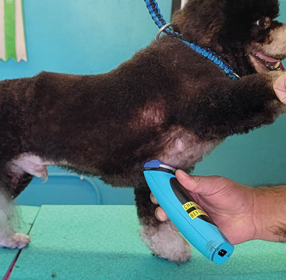 Using clippers to shave underside of dog