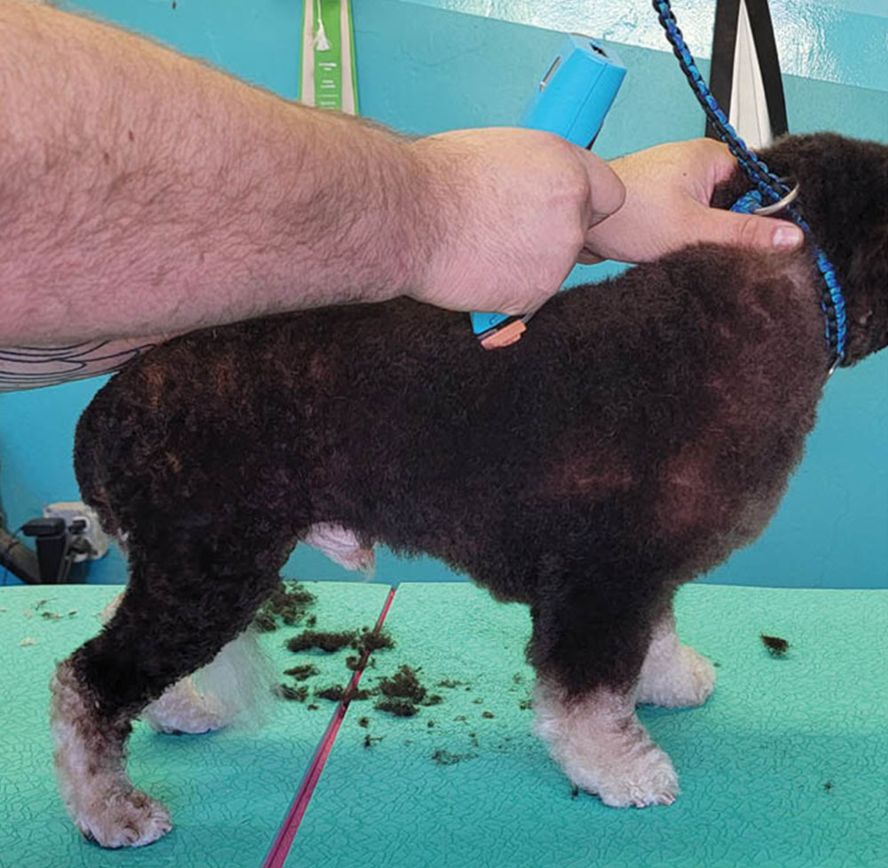 Holding back of dog while using clippers
