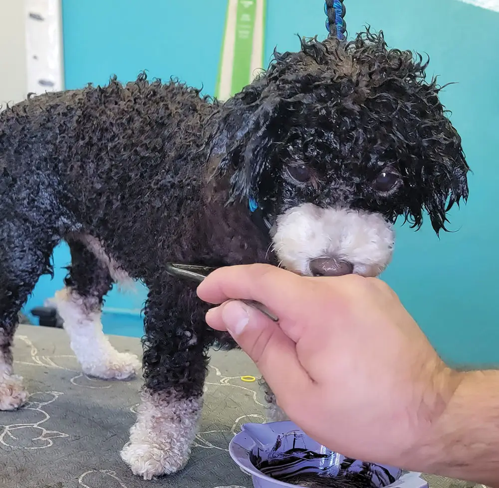 Dye being applied to dog
