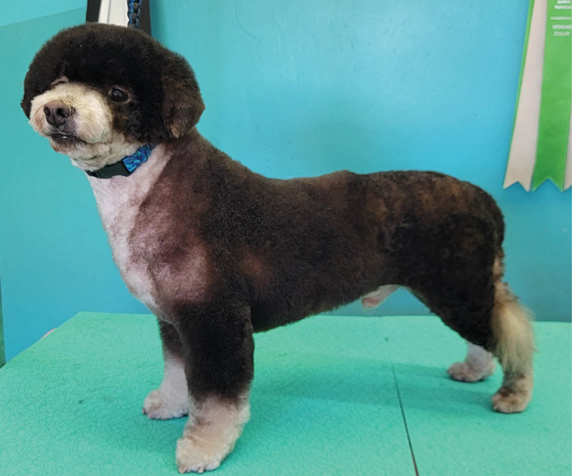 After photo of dog after being dyed and groomed