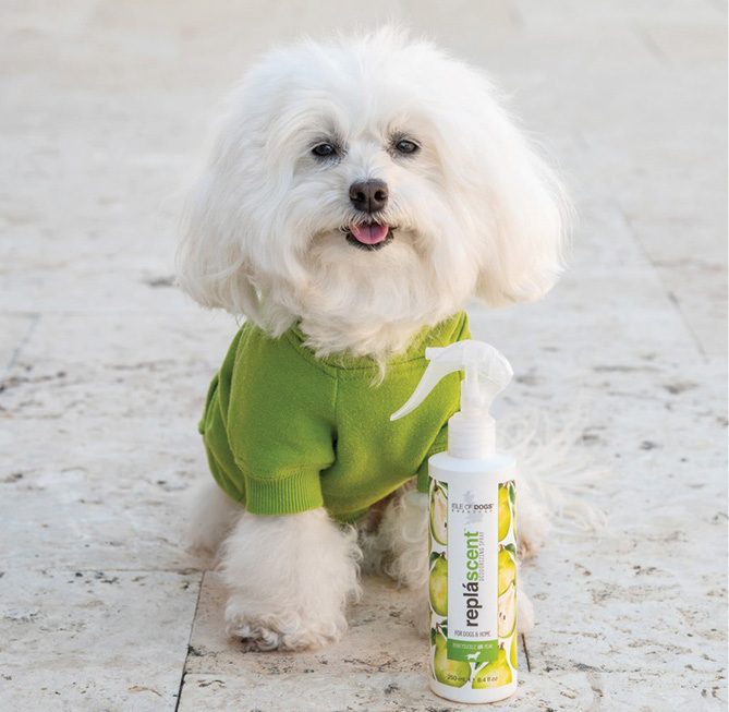 Small white dog in green sweater with Replascent spray bottle