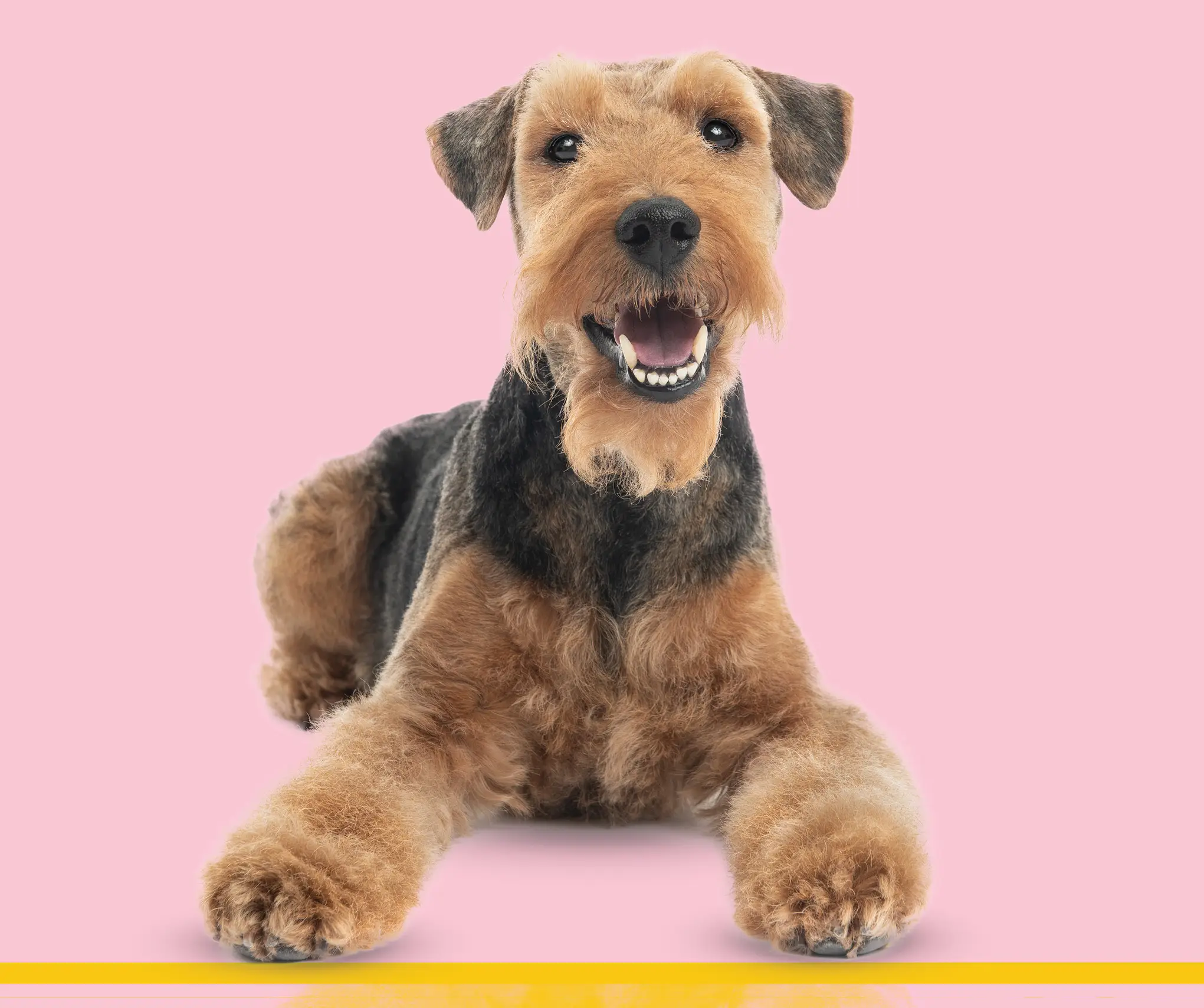 Groomed dog with pink background