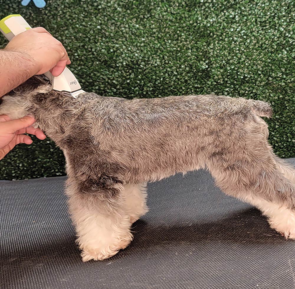 The lengths will vary by desired grooming schedule, but on this dog I started with a #6F and clipped from the back of the neck going all the way to the tail.