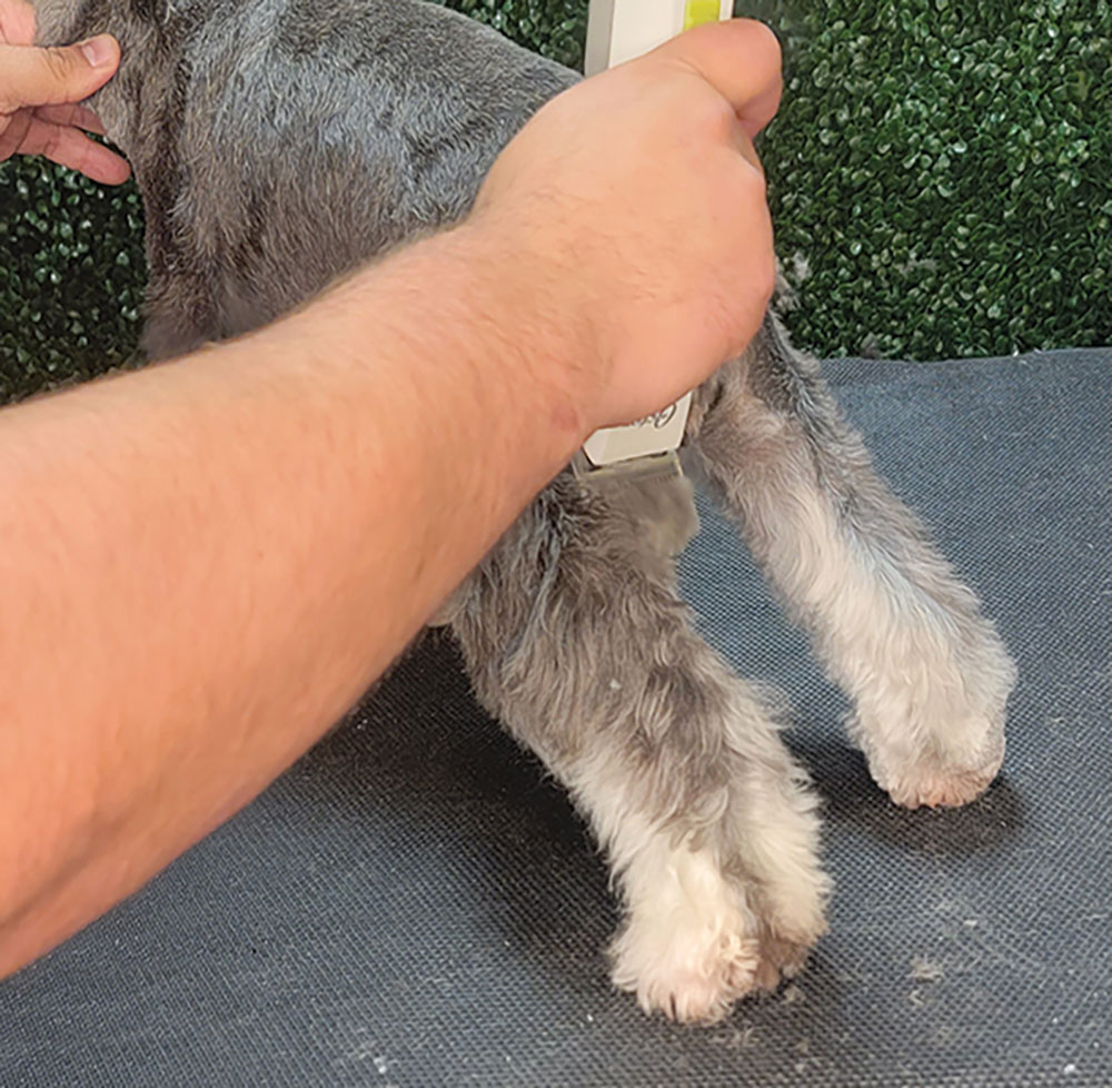 Then use the #7F blade to clip tightly and reveal the coat seams on the backs of the legs. This creates more angles in the rear of your dog.