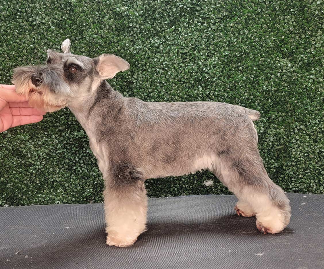 An after photograph side perspective of a Miniature Schnauzer dog posing as the trimmed haircut pattern process has been completed