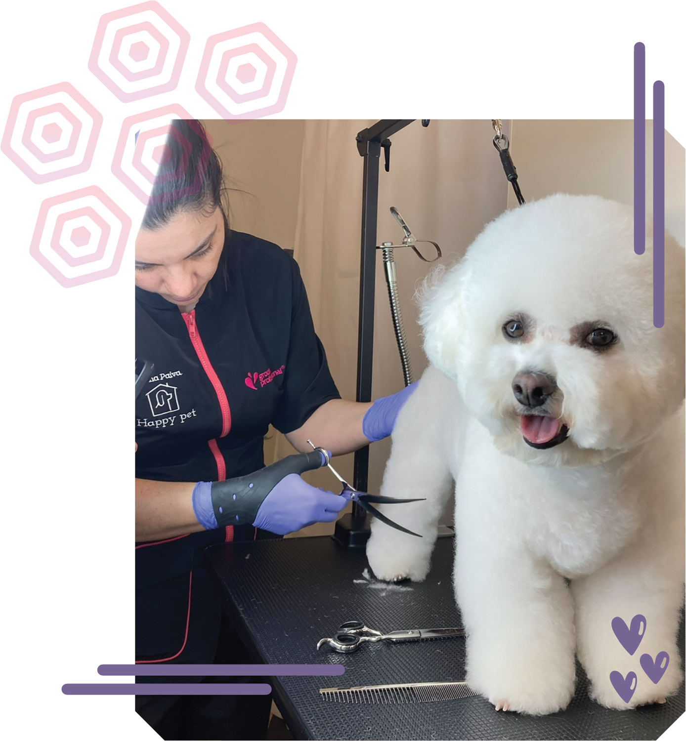 Diana Paiva at work, grooming a fluffy white miniature poodle