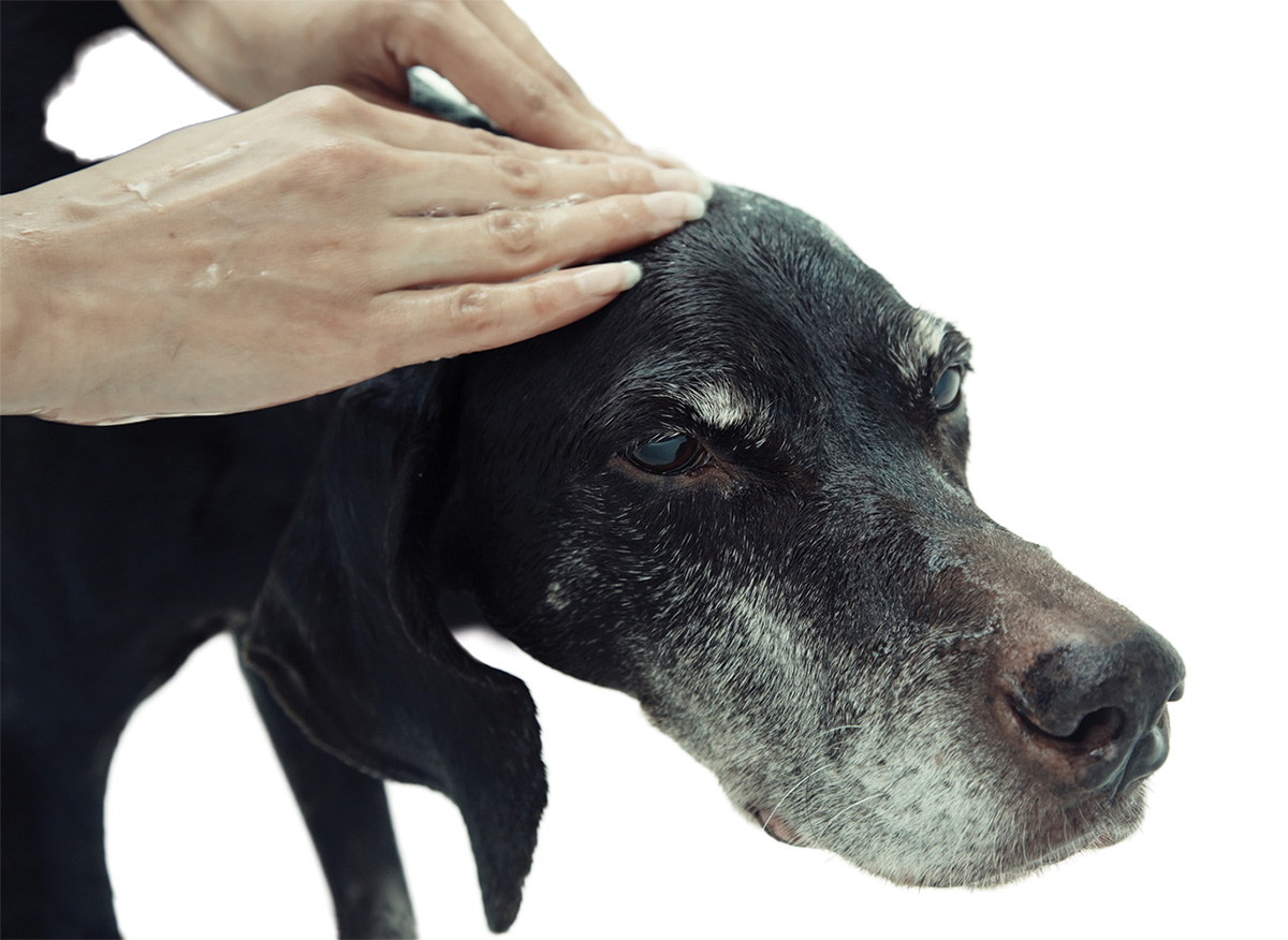 Hands on the head of an old dog