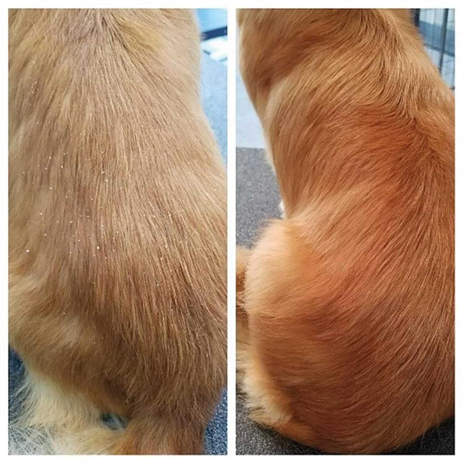 close view of the back of two Golden Retrievers, one suffering from ichthyosis and one not, for comparison