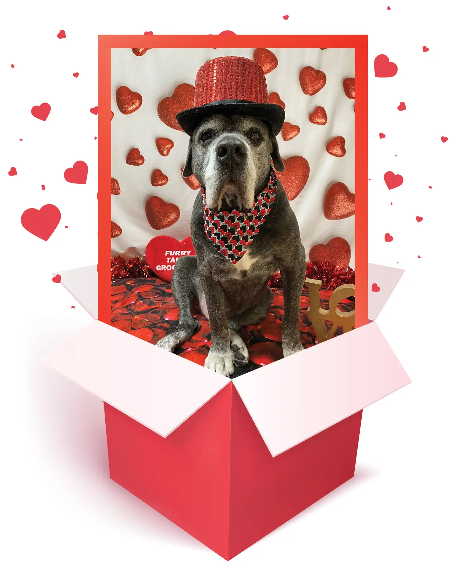 Hooch in red box with red hat and hearts surrounding