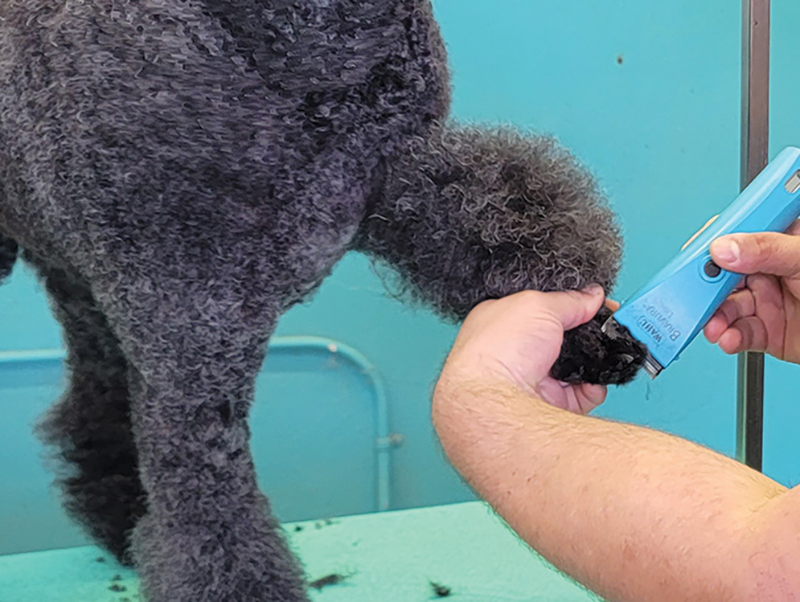 Shave the feet, face and tail as you would with any Poodle trim.
