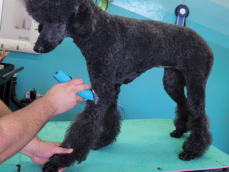 Clip the body, excluding right along the spine, and the tops of the legs to the desired length. In this dog’s case, I am using a #2 guard comb.