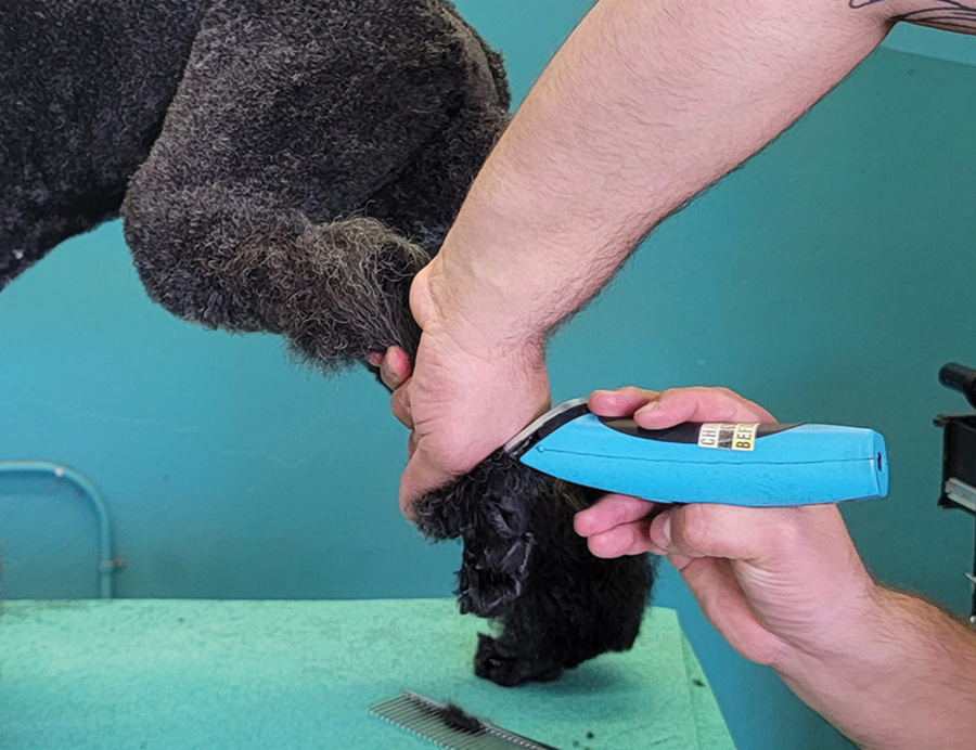 Transition your shave work into your bracelets by clipping off the hair that comes past your shave line on all four feet, allowing it to begin the shape of the bevel.
