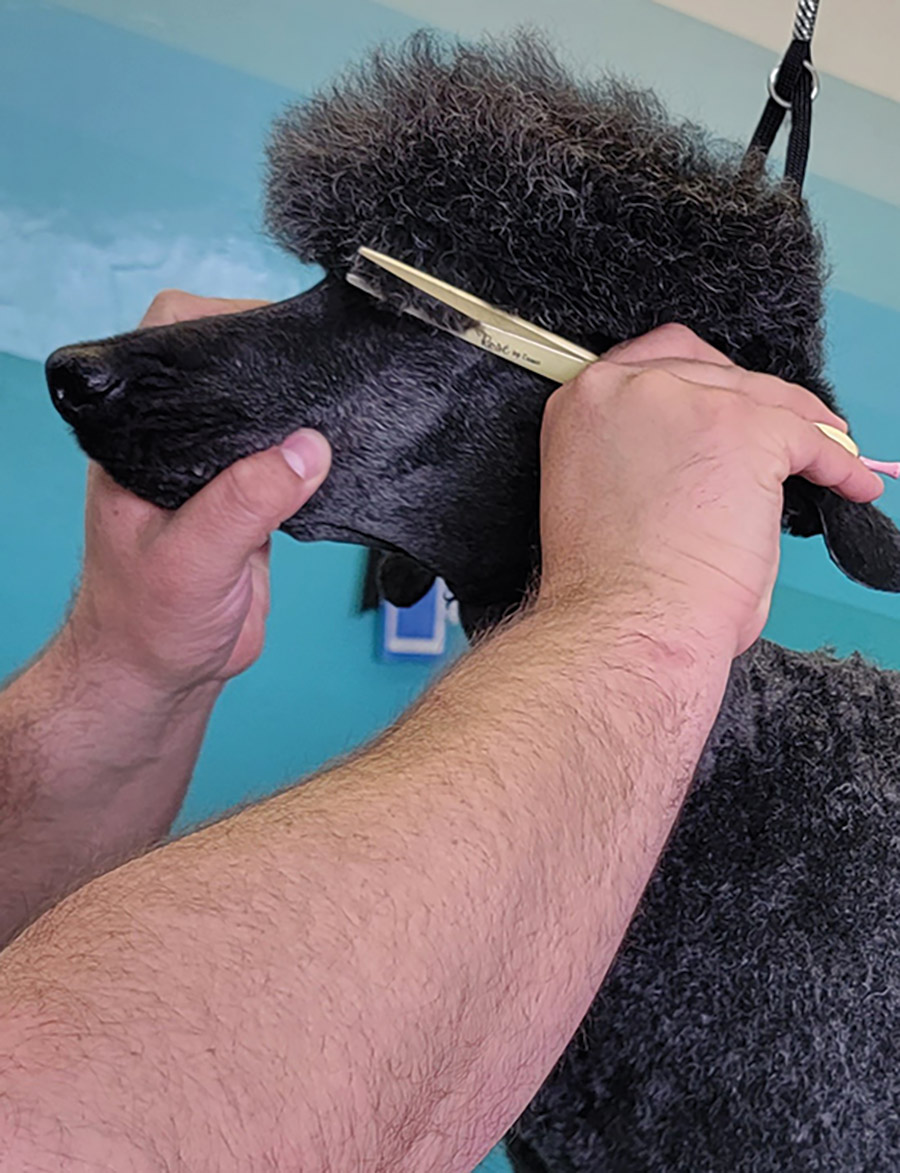 Achieve the perfect Poodle expression by trimming the outside corners of the eyes tight with a thin, small scissor.