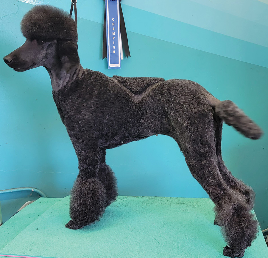 A portrait photograph of a dark black colored Poodle dog posed on top of a pedestal in a left side perspective with the finished Miami Solitaire patterned variation trim