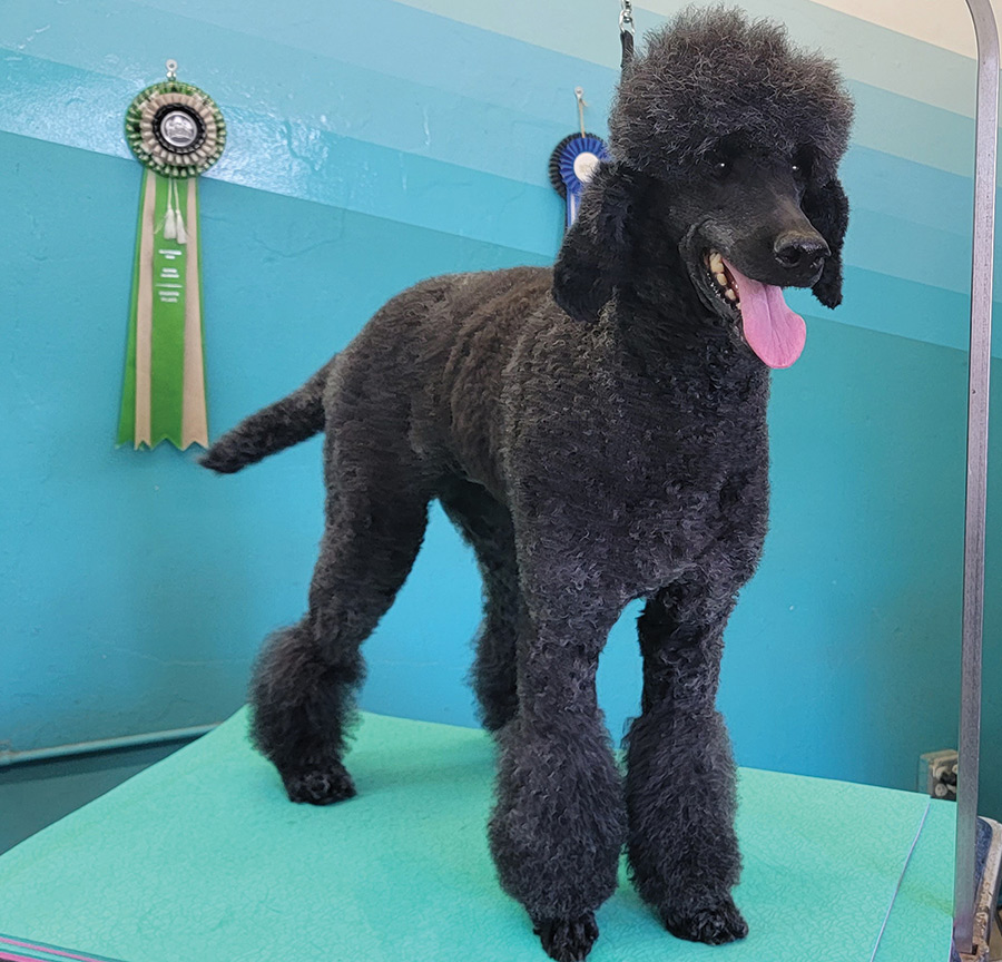A portrait photograph of a dark black colored Poodle dog sticking tongue out posed on top of a pedestal