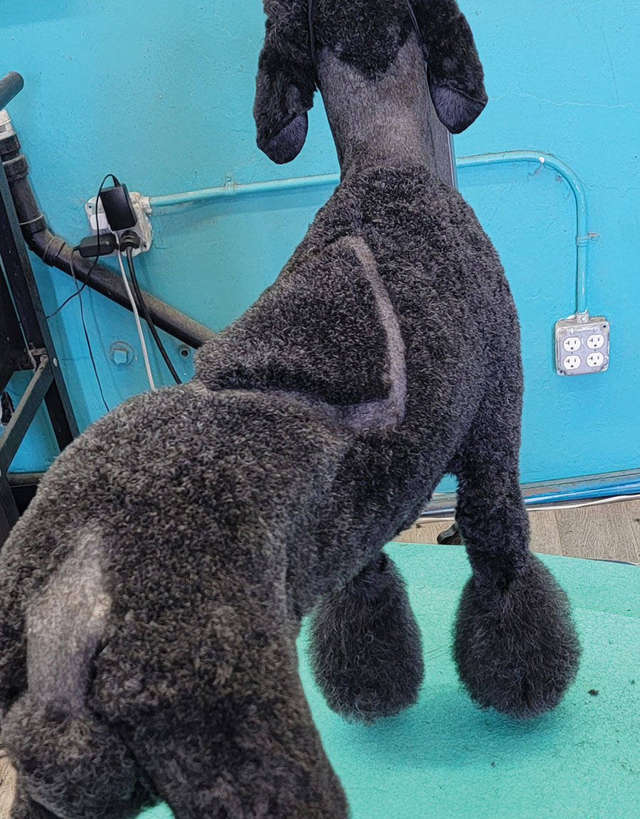A portrait photograph of a dark black colored Poodle dog posed on top of a pedestal in a right side perspective with the finished Miami Solitaire patterned variation trim