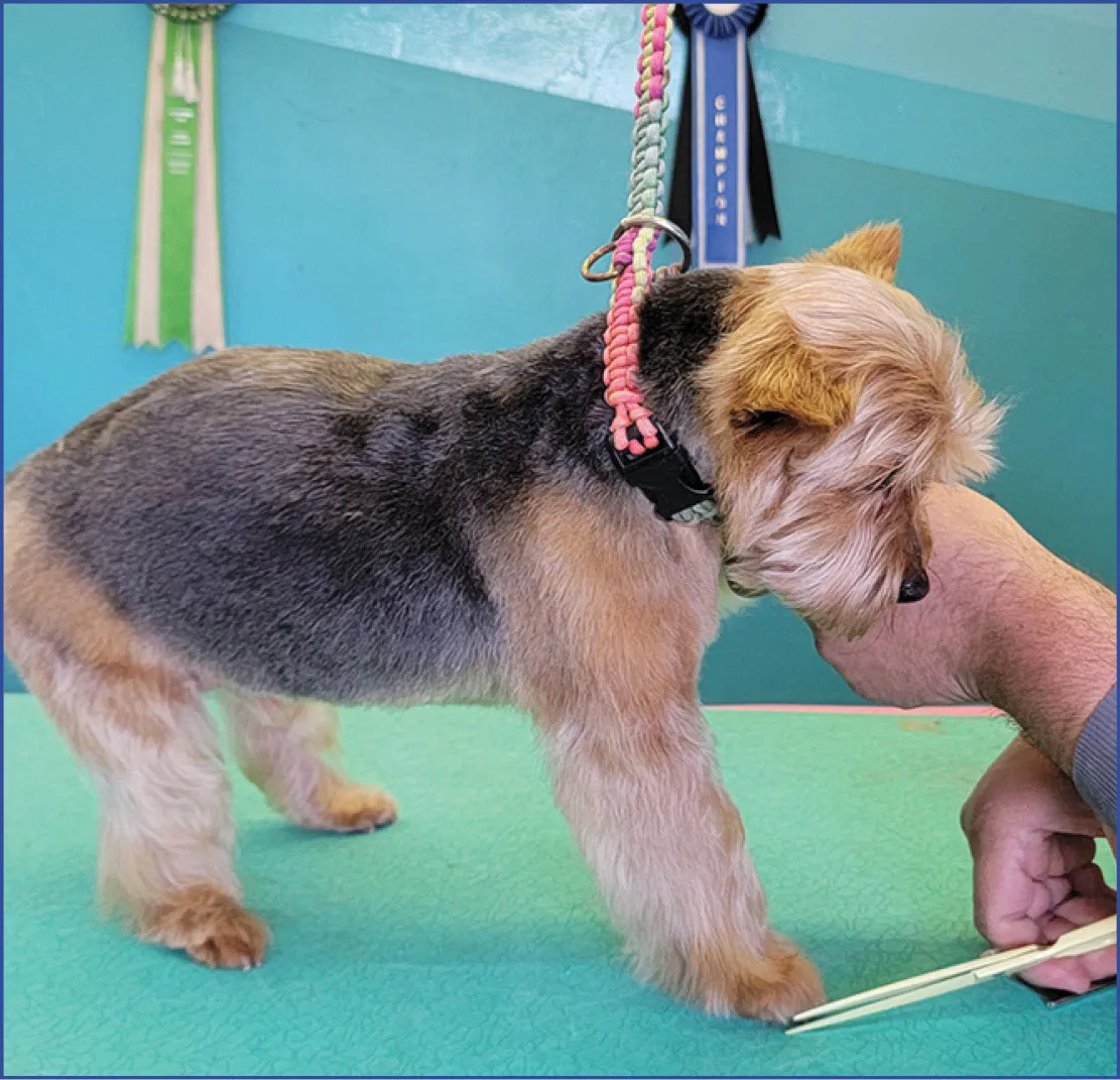 Next, you’ll round the feet while the dog is putting weight into the foot, as this will make the hairs shift.