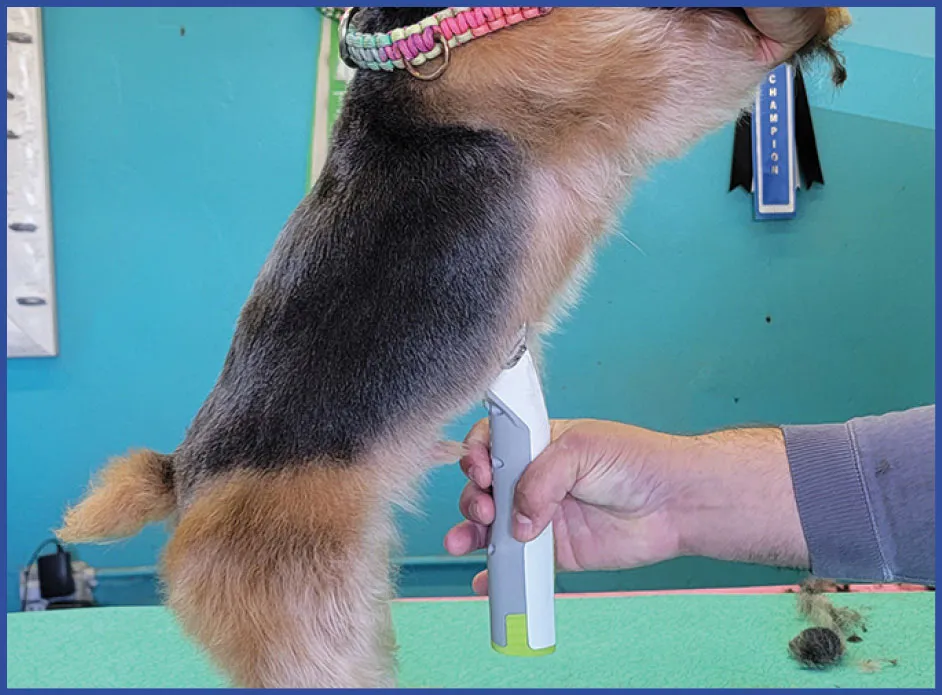 By clipping with the same blade in reverse, take the deepest part of the dog’s brisket tighter than the rest of the torso.