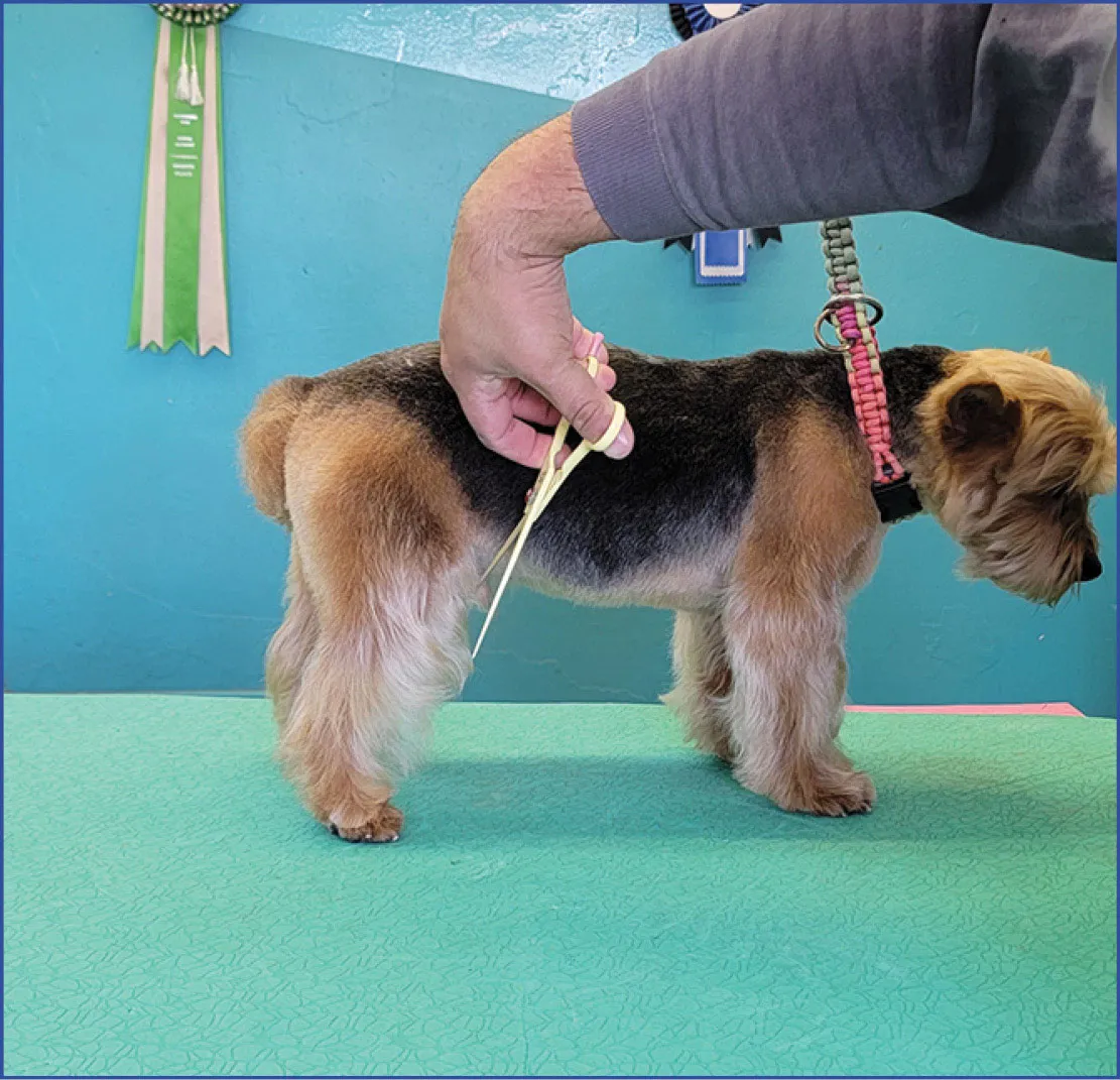 Trim and shape the back leg in balance with the dog by using the rear angulation and turn of stifle as your points of reference.