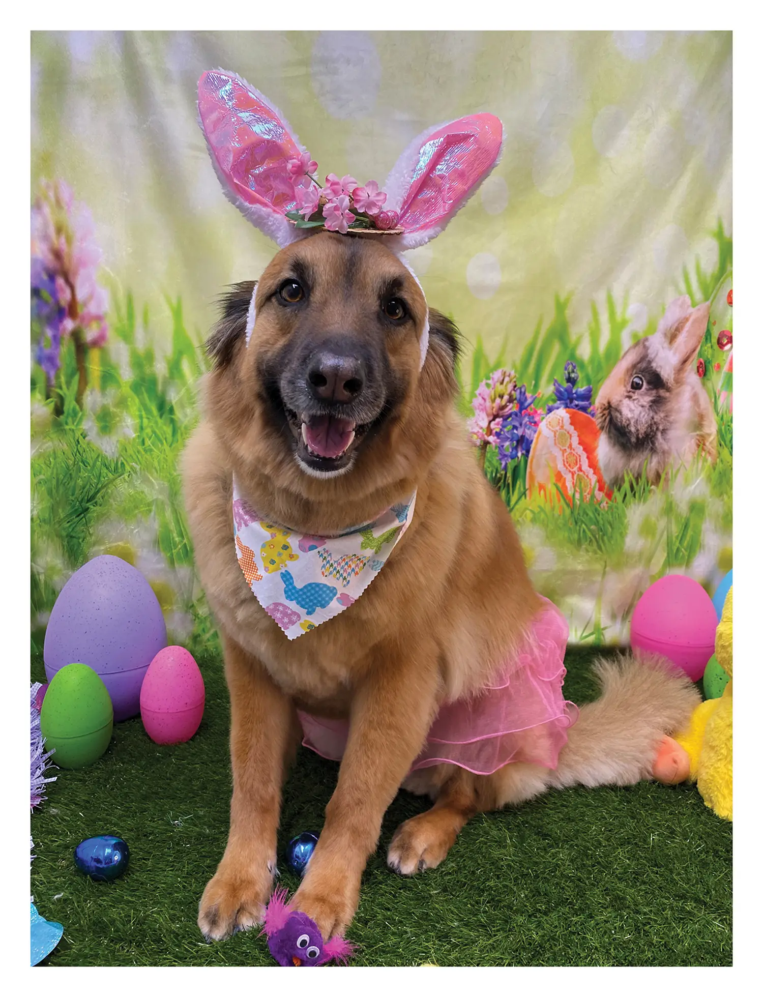 Bella with bunny ears on for easter photos