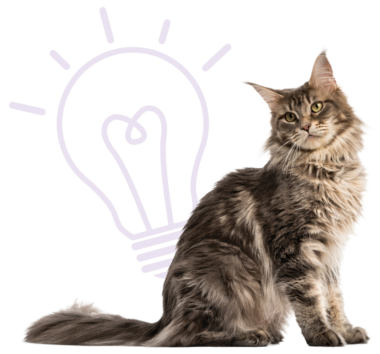 long haired grey tabby cat with bulb illustration behind