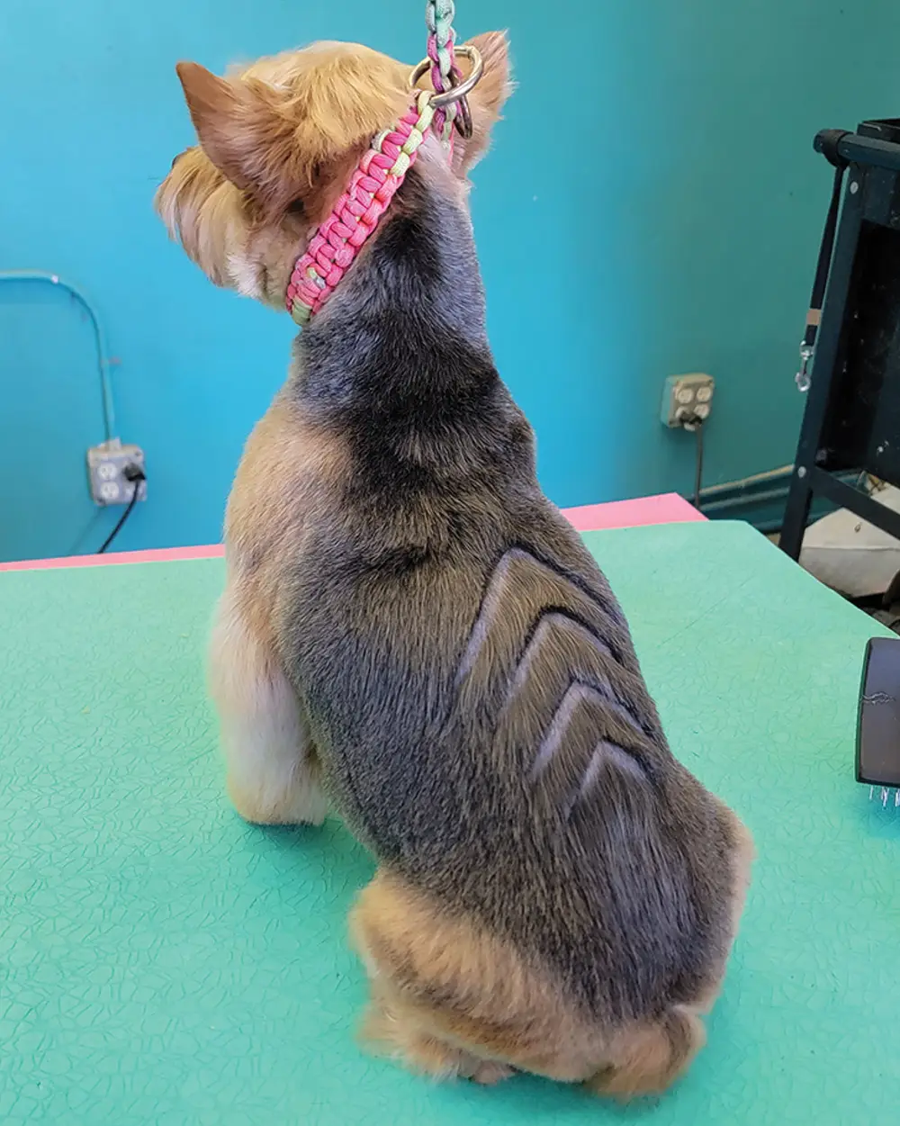After photo of Yorkie drop coat