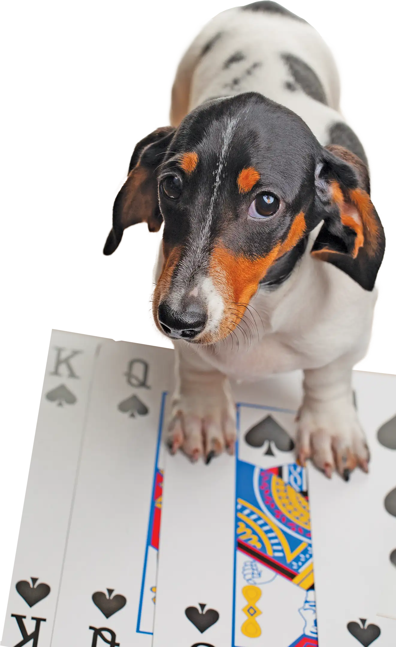 Dog standing on different playing cards
