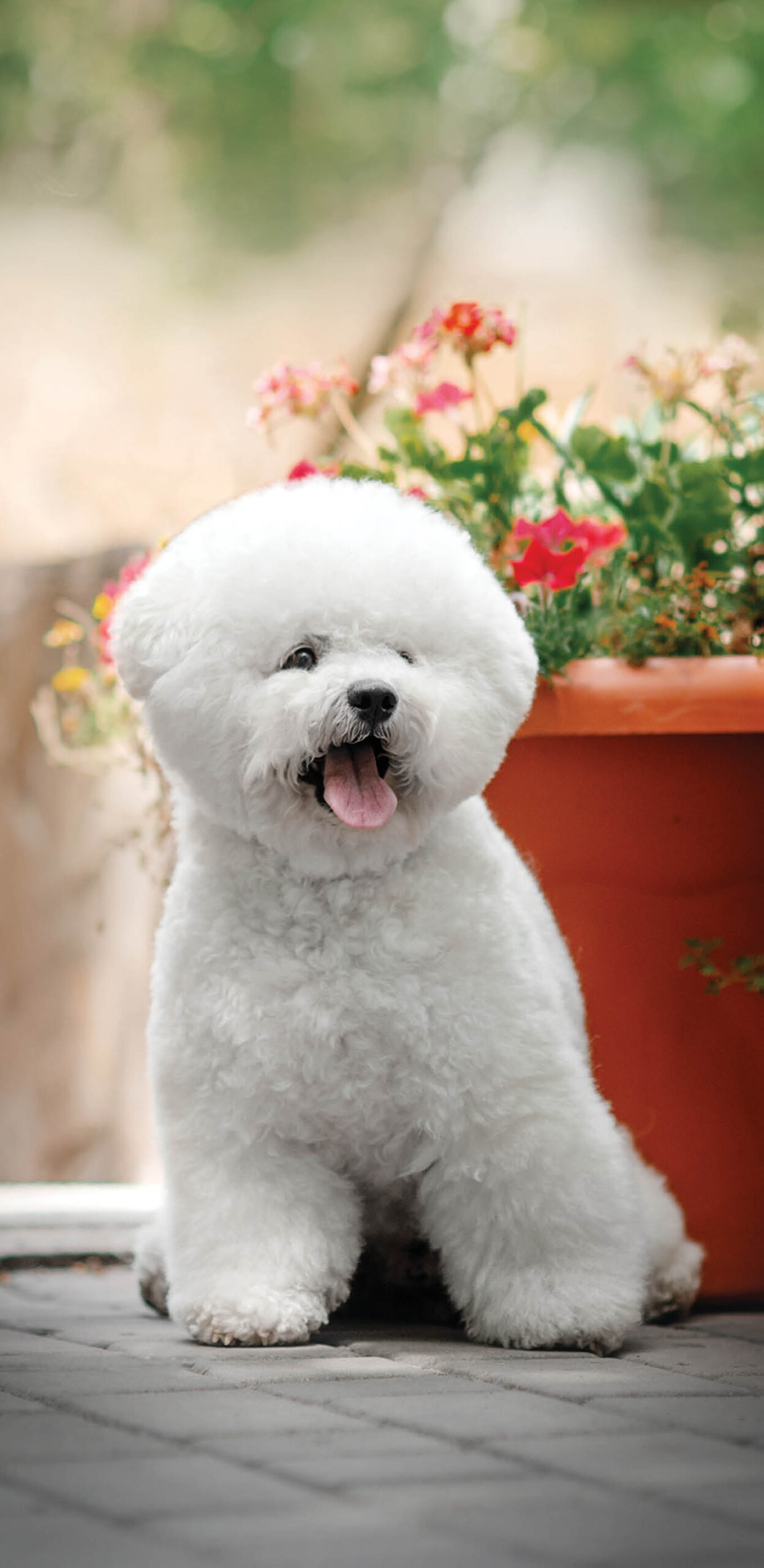 fluffy white haired poodle breed