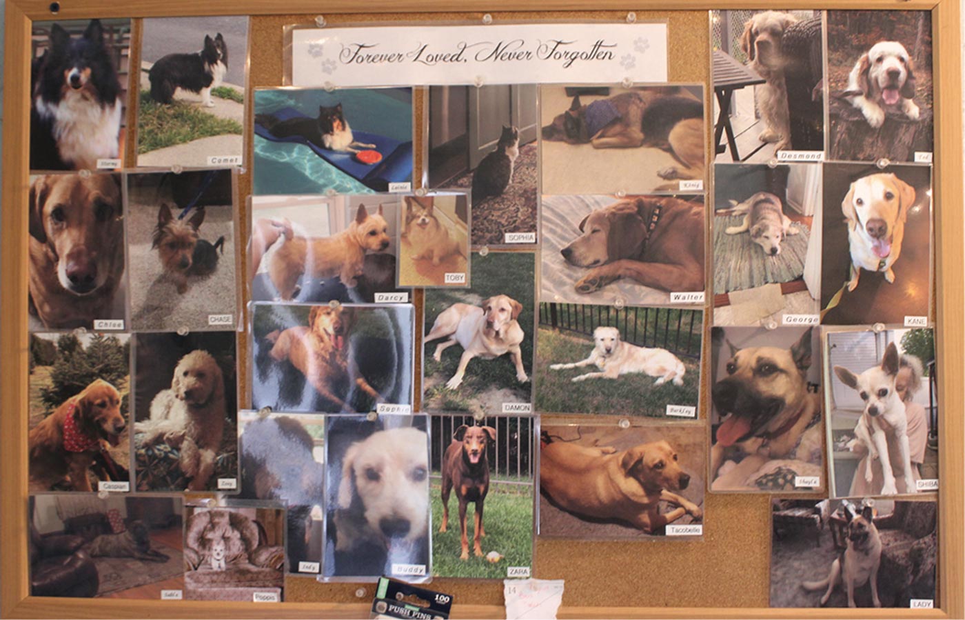 a cork board with memorial pictures of "forever loved, never forgotten" dogs