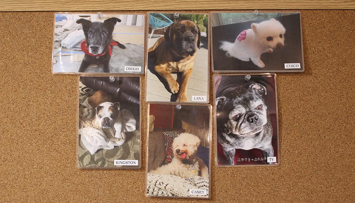 a cork board with six pictures of different dogs