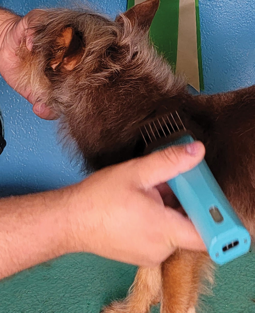 While clipping, avoid the “ruff” area.