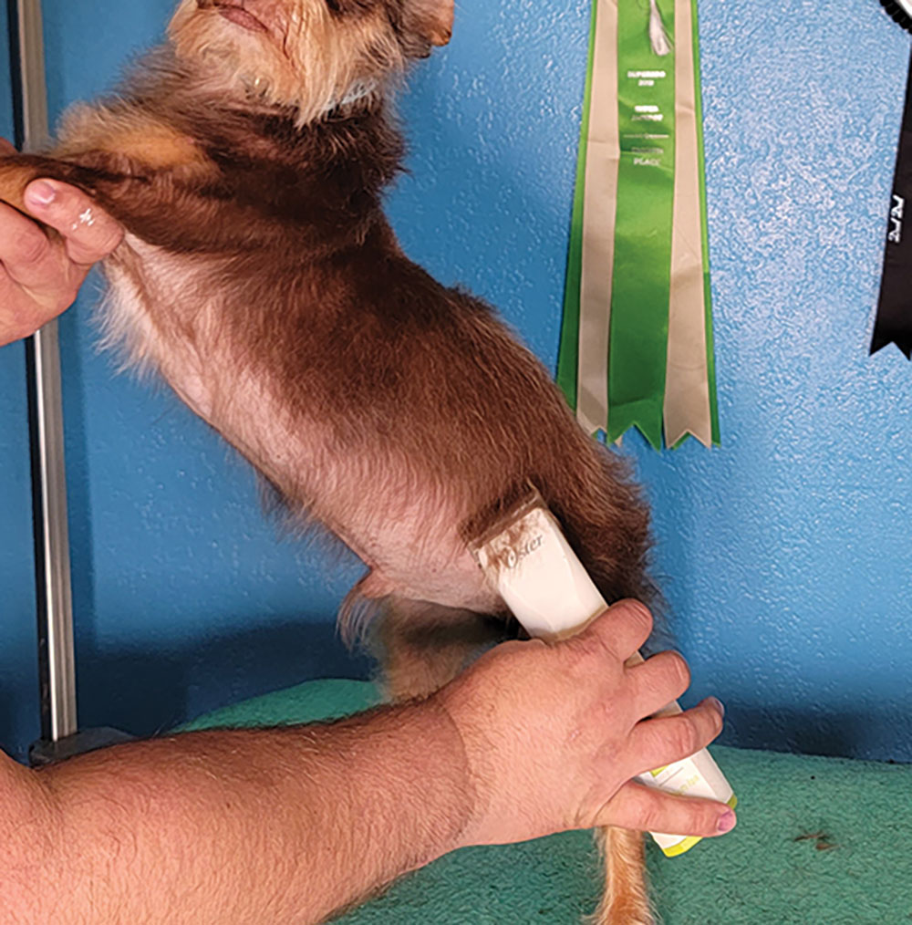 When clipping in reverse, you want to stretch the dog’s skin tight. You should do what’s comfortable for you and the dog while safely maintaining a taught clipping surface.