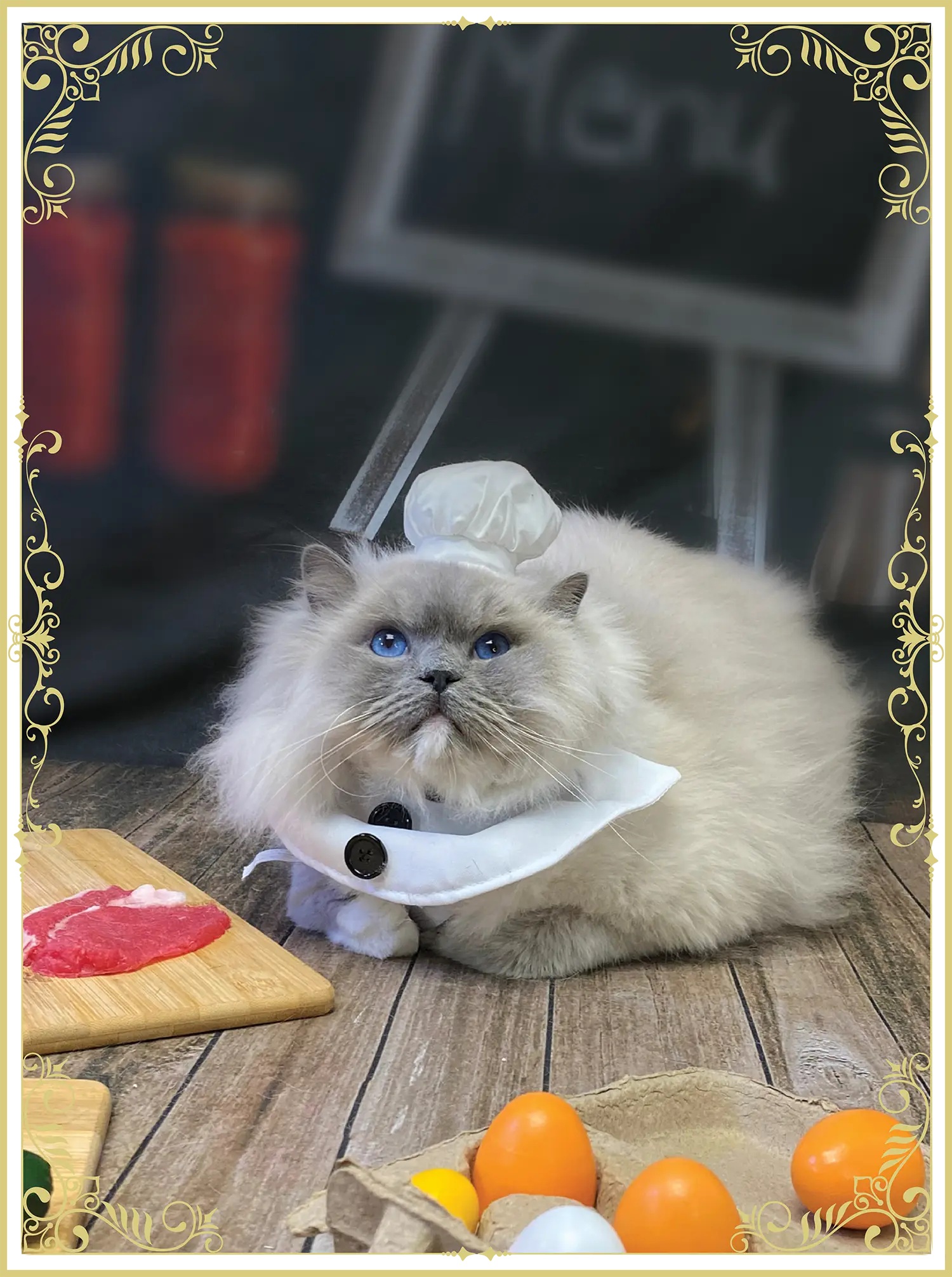Augustus the cat dressed as a chef