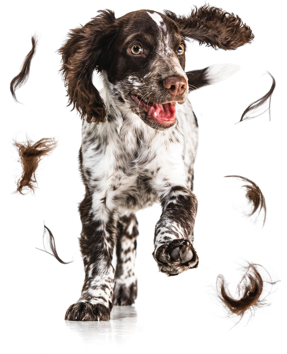 happy puppy with fur flying around